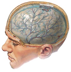 Применение Акатинола при заболеваниях головного мозга